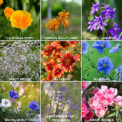 Mountain Valley Seed Co Wildflower Seed - Rocky Mountain Mix 2 oz Non-GMO | 80,000 Seeds – 18 Varieties – Bulk Pollinator-Friendly Blend for Planting - style: Rocky Mountain