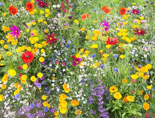 Perennial Wildflower Seeds Package with 25 Different Varieties 100,000 Seeds, Hummingbird and Butterfly Garden, Popular Perennial Flower, Non-GMO Wildflower Mix for Your Garden
