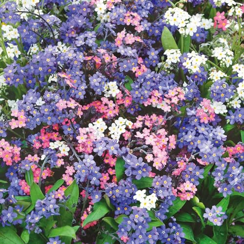 Eden Brothers Forget Me Not Seeds - Mixed Colors - size: 1/4 Pound, style: Mixed Colors