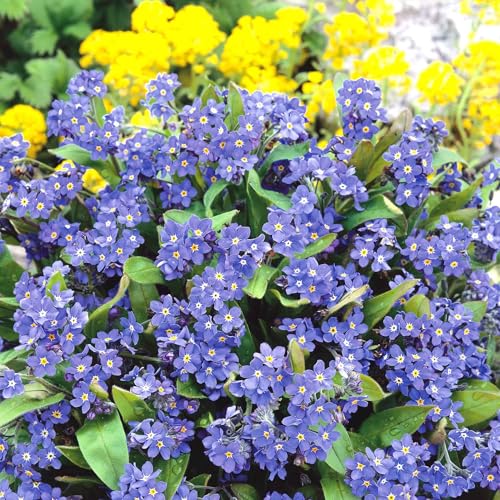 Eden Brothers Forget Me Not Seeds (Dwarf) - Ultramarine - size: 1 Ounce