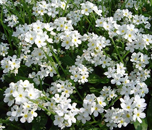 White Forget Me Not Seeds, 1000 Count, Low Growing Self-Sowing Perennial, Dense White Blooms for Meadows, Pollinator & Cottage Gardens