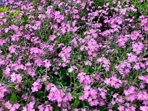 100 Victoria Pink Forget Me NOT Myosotis Alpestris Shade or Sun Flower Seeds