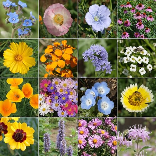 Ferry-Morse Bee Feed Bulk Wildflower Seeds, 680,000+, 1 lb - color: Bee Feed