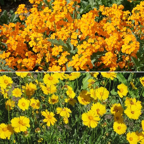 Ferry-Morse Cool Season Bulk Wildflower Seeds, 500,000+, 1 lb - color: Cool Season