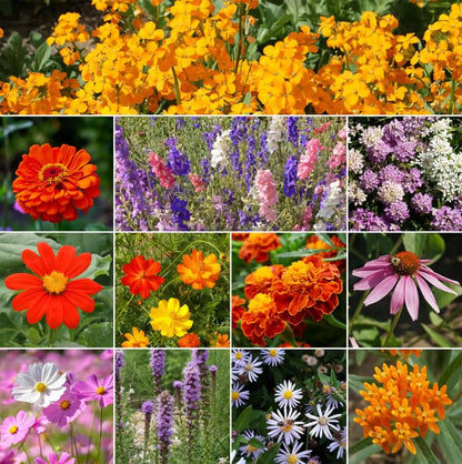 Ferry-Morse Monarch Butterfly Bulk Wildflower Seeds, 159,000+, 1 lb - color: Monarch Butterfly