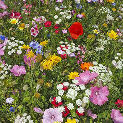 Mountain Valley Seed Co Wildflower Seeds Bulk, 2 Oz. 80,000+ Seeds | Butterfly & Hummingbird Mix with 23 Non-GMO Varieties – Pollinator Flower Seed for Planting - style: Butterfly & Hummingbird